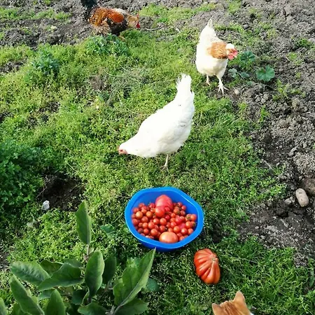 Kellerstockl An Der Schilcher Weinstrasse *